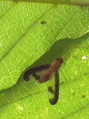 Toxonevra superba