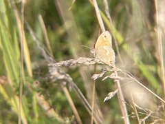 Coenonympha california