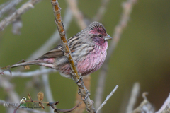 Carpodacus pulcherrimus
