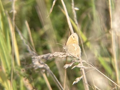 Coenonympha california