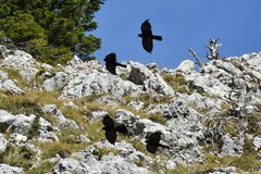 Pyrrhocorax graculus