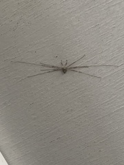 Dicranopalpus