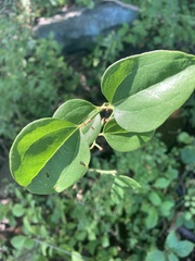 Smilax rotundifolia