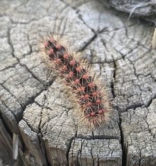 Acronicta