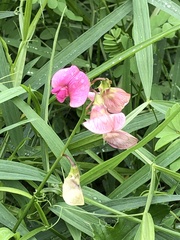 Lathyrus sylvestris
