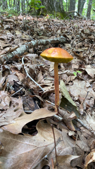Aureoboletus betula