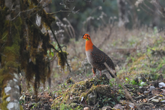 Tragopan blythii