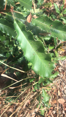 Photinia serratifolia