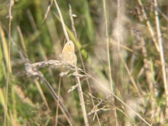 Coenonympha california