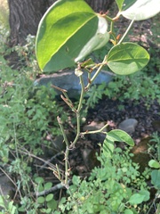 Smilax rotundifolia