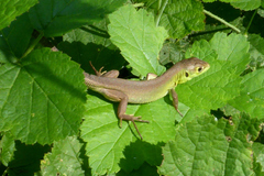 Lacerta bilineata