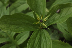 Paris quadrifolia