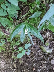 Polygonaceae