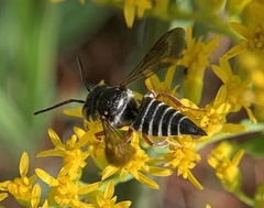 Coelioxys