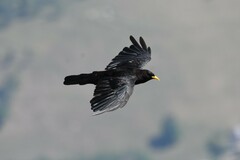 Pyrrhocorax graculus