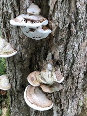 Ganoderma megaloma