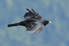 Pyrrhocorax graculus