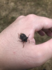 Pentatoma rufipes
