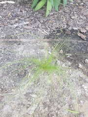 Nassella tenuissima