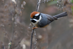 Aegithalos concinnus