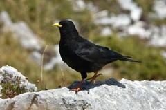 Pyrrhocorax graculus