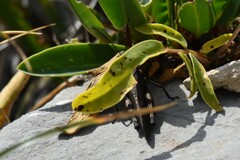 Psophus stridulus