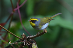 Abroscopus schisticeps