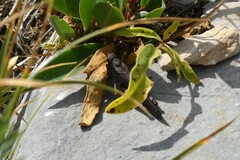 Psophus stridulus
