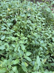 Nepeta grandiflora