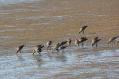 Limosa limosa