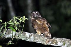 Strix leptogrammica