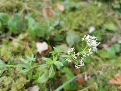 Galium album