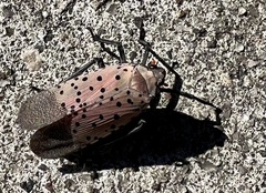 Lycorma delicatula