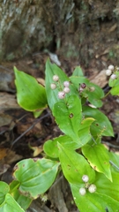 Maianthemum canadense