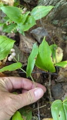 Maianthemum canadense