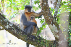 Trachypithecus pileatus
