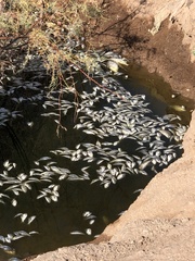 Dorosoma cepedianum