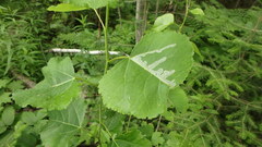 Phyllocnistis populiella