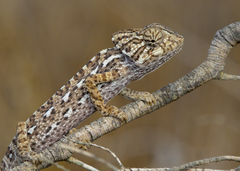 Chamaeleo chamaeleon chamaeleon