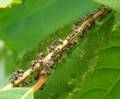 Dolichoderus thoracicus