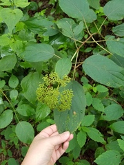 Hydrangea