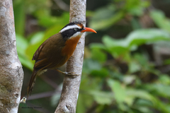 Pomatorhinus ferruginosus