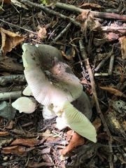 Heterophyllidia