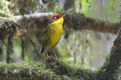 Cettia castaneocoronata