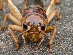 Tarbinskiellus portentosus