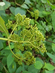 Hydrangea
