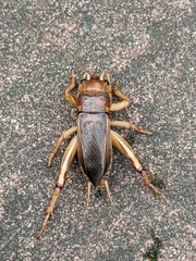 Tarbinskiellus portentosus