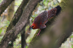 Tragopan temminckii