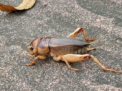 Tarbinskiellus portentosus