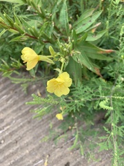 Oenothera parviflora